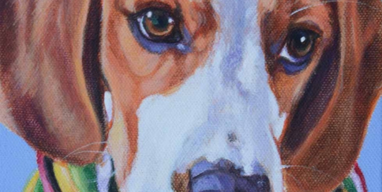 Beagle pet portrait