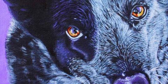 Blue Heeler Pet Portrait
