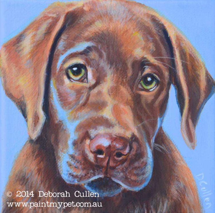 Dog Portrait of a brown Labrador puppy