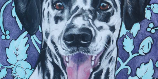 Dalmation dog portrait