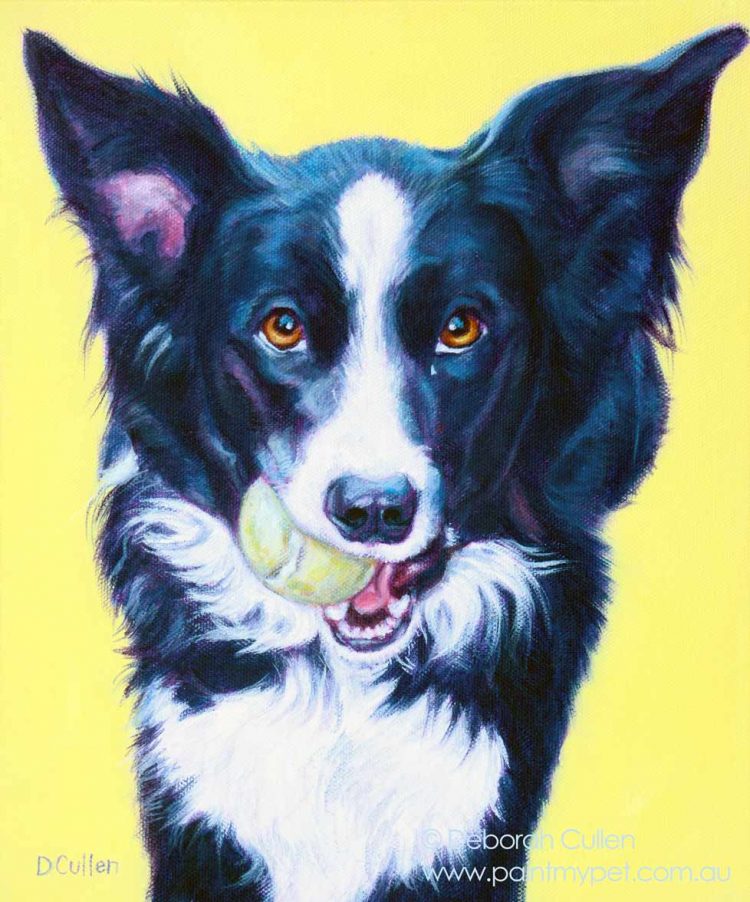 Border Collie dog portrait