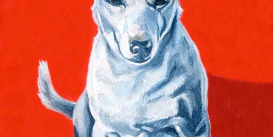 Mini Fox Terrier Dog Portrait