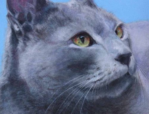 Alexander – Russian Blue Cat Portrait