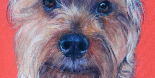 Silky Terrier Pet Portrait
