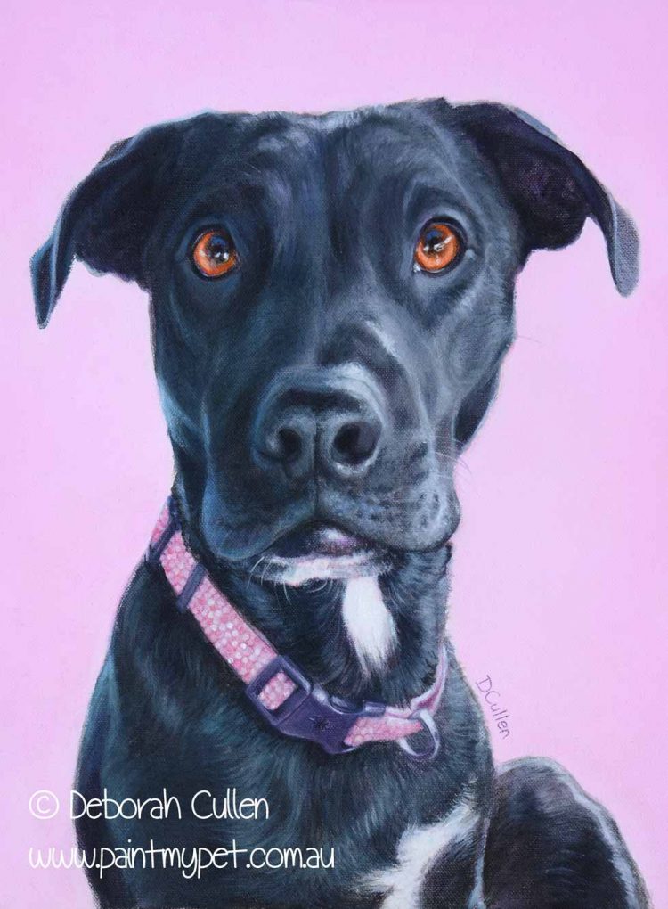 Labrador-staffy X pet portrait