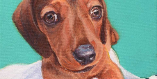 Miniature Dachshund dog portrait