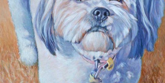 Shih tzu Dog Portrait