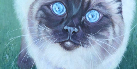 Ragdoll cat portrait