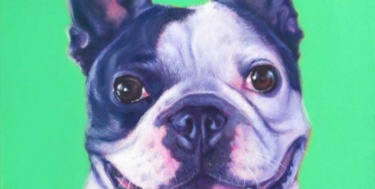 French bulldog pet portrait