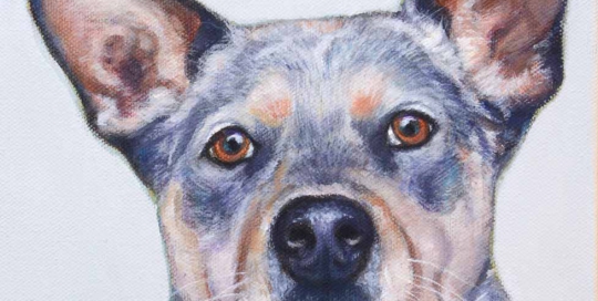 Blue Heeler pet portrait
