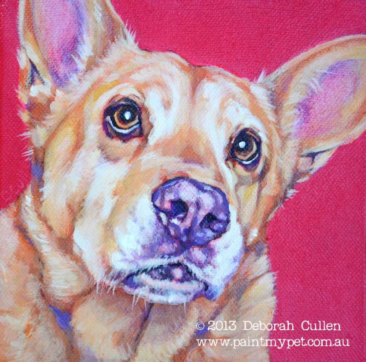 Kelpie dog portrait