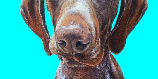 German Shorthaired Pointed Dog Portrait Painting