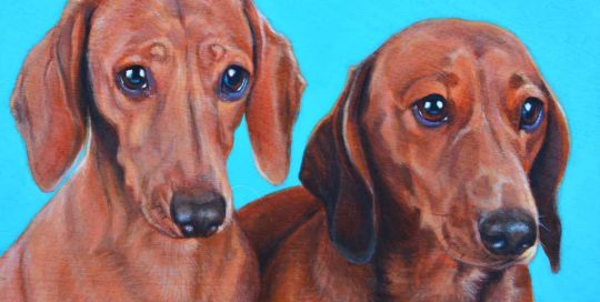 dachshunds dog portrait