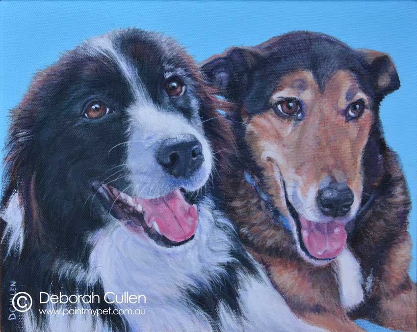 Dog Portrait of a Border Collie and a Lurcher X
