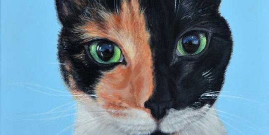 pet portrait of a chimera cat