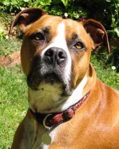 Photo of an American Staffordshire Terrier