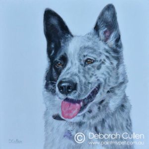 Painting of a Border Collie x Blue Heeler
