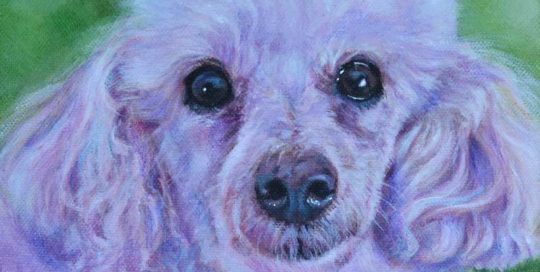 White Toy Poodle painting