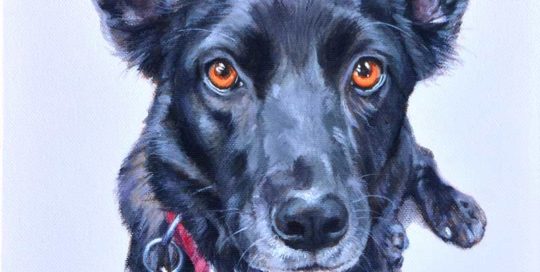 Portrait of a Kelpie x Border Collie dog