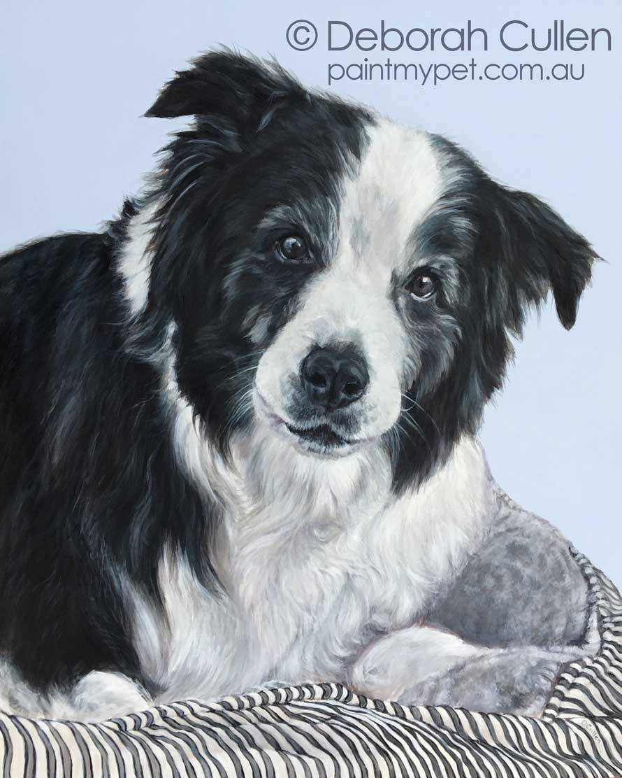 Border Collie dog portrait