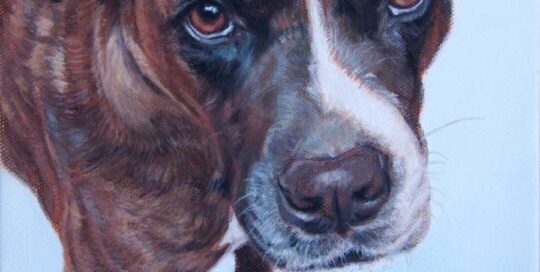 Lucy - commissioned dog portrait