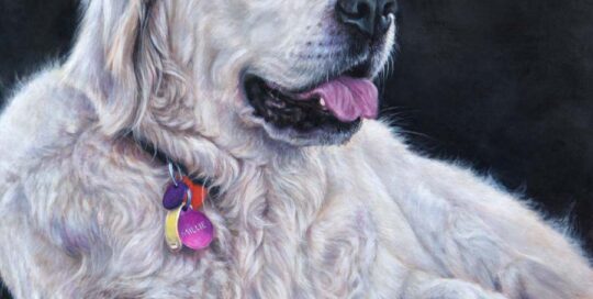 Commissioned dog portrait of a Blonde Labrador