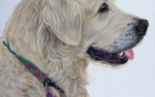 Dog Portrait of a Golden Retriever