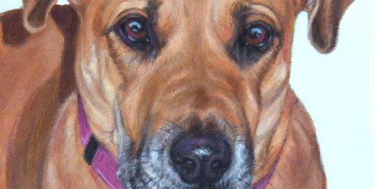 Ridgeback x Dog Portrait