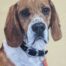 Rex Beagle portrait