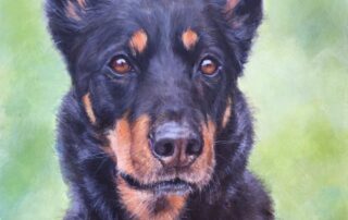 Custom dog portrait of an Australian Kelpie