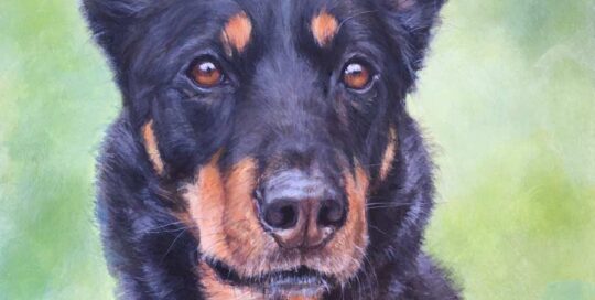 Custom dog portrait of an Australian Kelpie