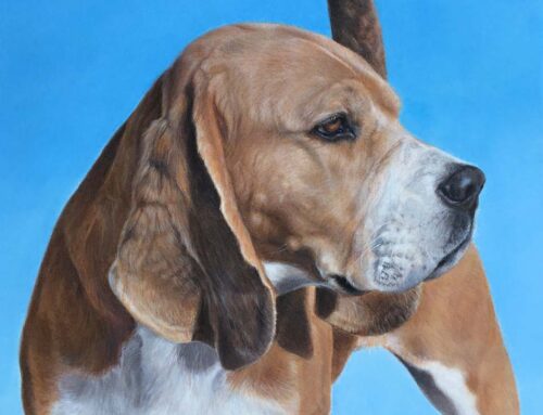 Haylee – Beagle Dog Portrait
