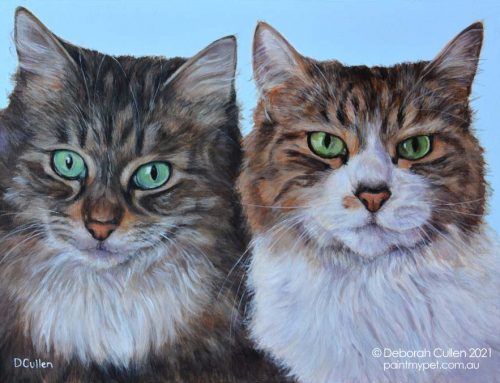 Coco & Mia – Domestic Longhair/Shorthair Cats Portrait