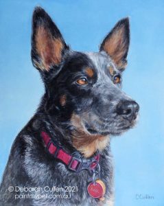 Custom Kelpie X Blue Heeler Dog Portrait
