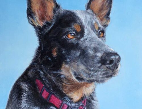 Ringo – Kelpie & Blue Heeler Mix Dog Portrait