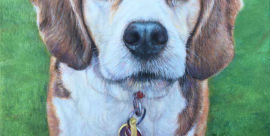 Custom Beagle dog portrait