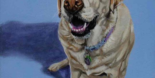 Dog portrait of a Golden Labrador