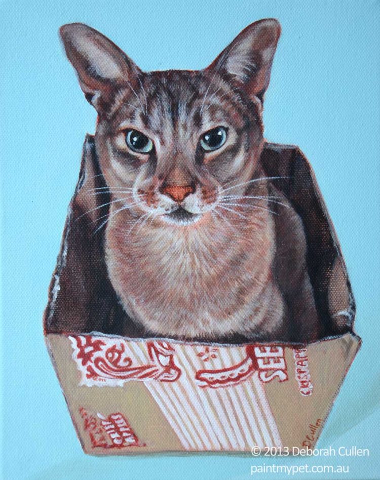 Abyssian Cat Portrait