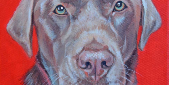 Pet portrait of a chocolate Labrador