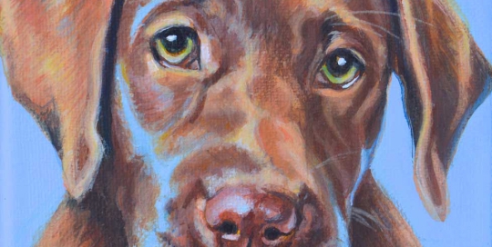 Dog Portrait of a brown Labrador puppy