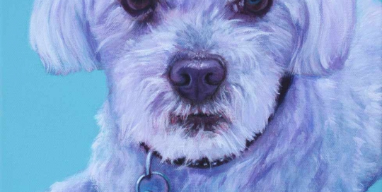 Maltese Terrier portrait