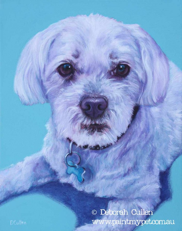 Maltese Terrier portrait