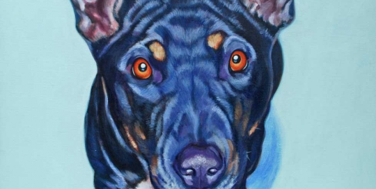 Dog portrait, Staffy