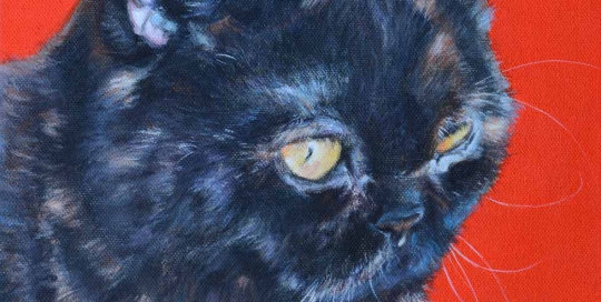 Exotic shorthair cat painting