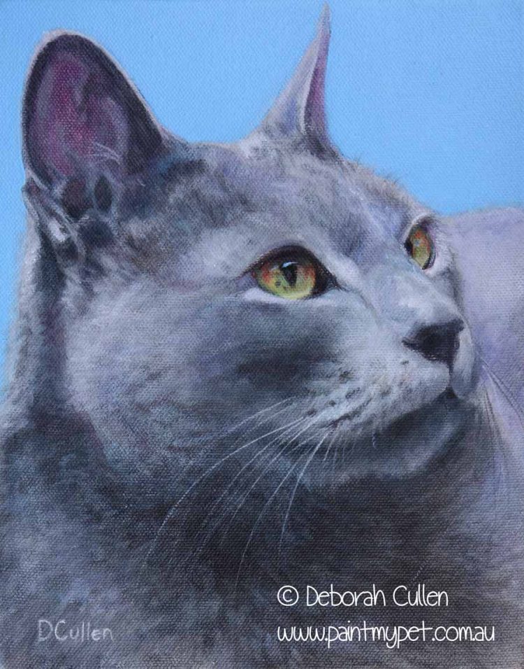Russian Blue cat portrait