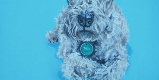 Dog Portrait of a Lakeland Terrier