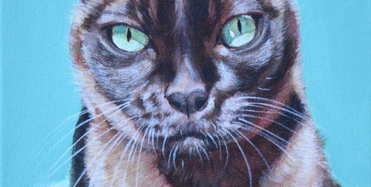 Brown Burmese cat pet portrait