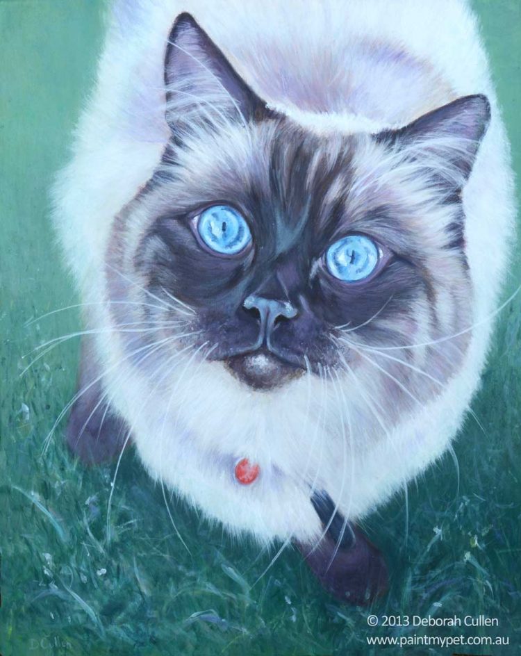 Ragdoll cat portrait