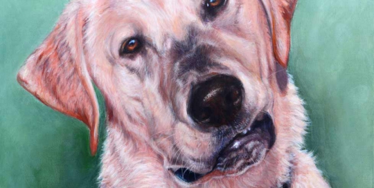 Golden Labrador pet portrait