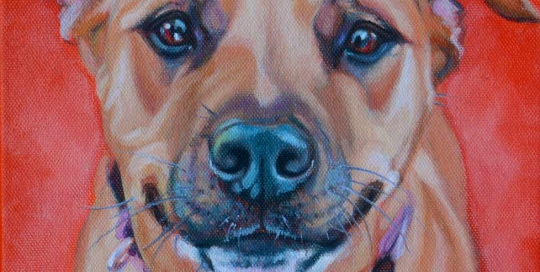 Dog portrait of a Staffordshire Bull Terrier X